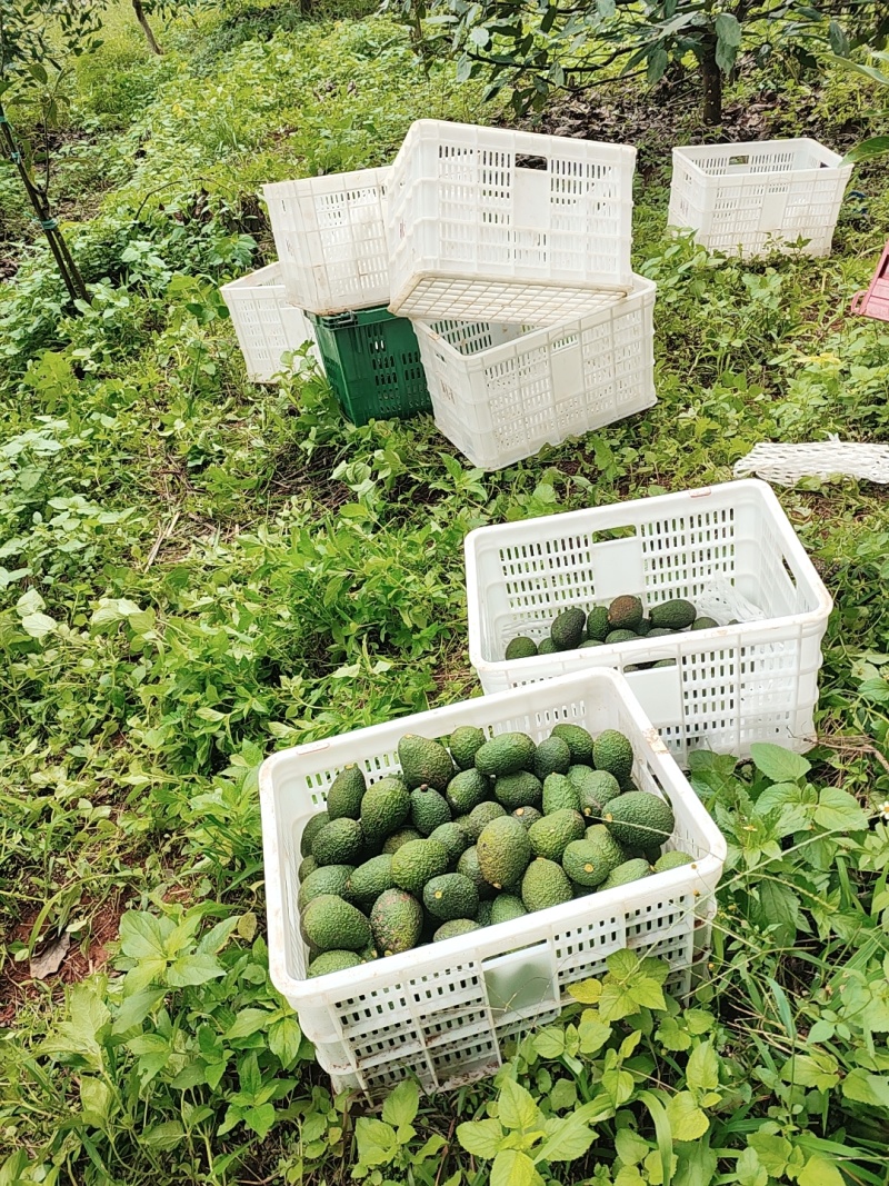 云南孟连哈斯牛油果成熟度好新鲜无黑丝无烂头品质牛油果