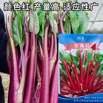 红菜苔种子种籽红玫瑰广东菜心四季甜脆菜心红菜苔南方蔬菜种