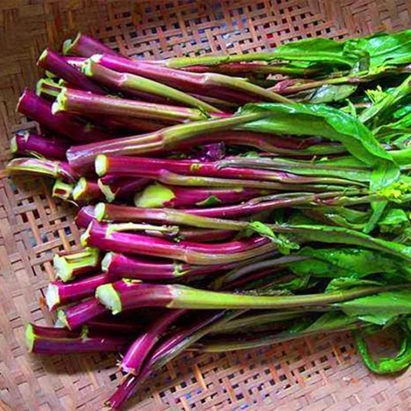 红菜苔种子种籽红玫瑰广东菜心四季甜脆菜心红菜苔南方蔬菜种
