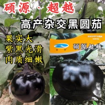 超越黑圆茄种子，杂交黑紫圆茄种子，紫黑光滑，肉质细嫩