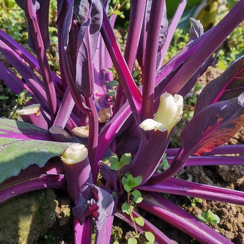 十月红菜苔种子，红菜心种子，色鲜紫红，苔质脆嫩，耐热耐寒