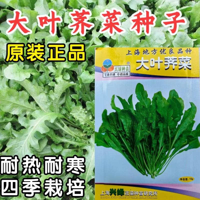 荠荠菜种子大叶阳菜籽香孑菜种荠菜野菜芨芨菜四季春夏秋蔬菜