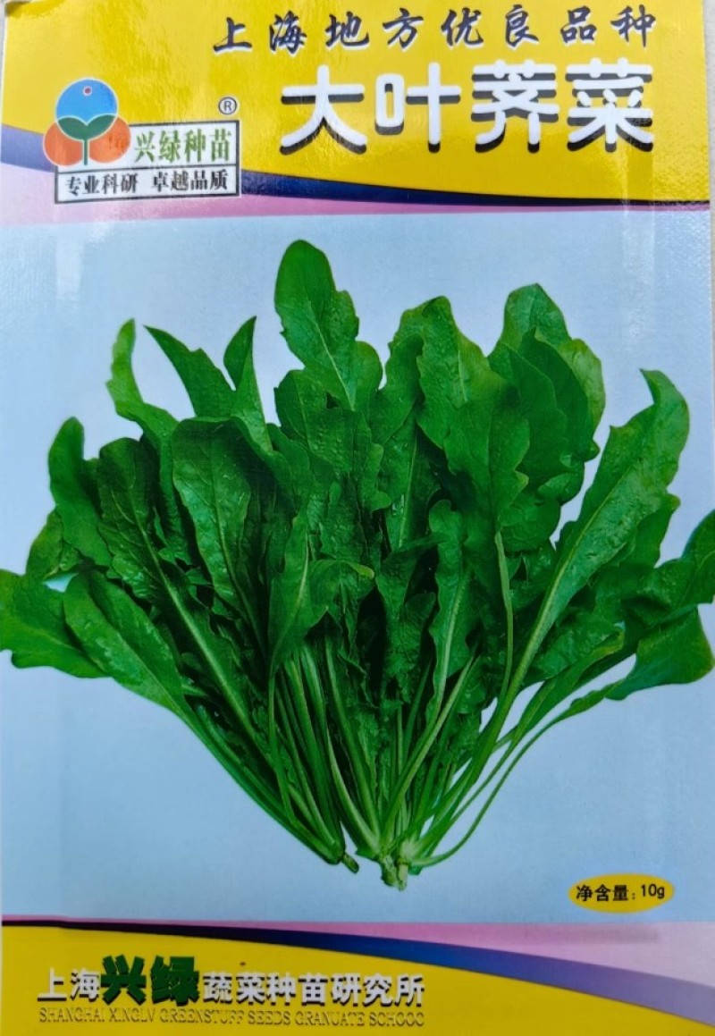 荠荠菜种子大叶阳菜籽香孑菜种荠菜野菜芨芨菜四季春夏秋蔬菜