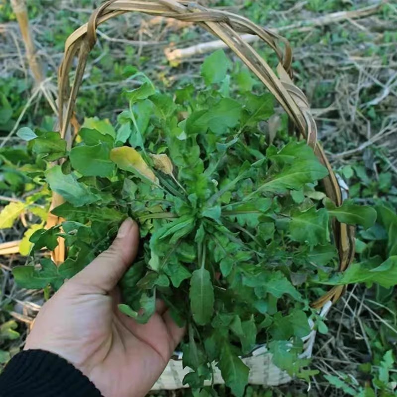 荠荠菜种子大叶阳菜籽香孑菜种荠菜野菜芨芨菜四季春夏秋蔬菜