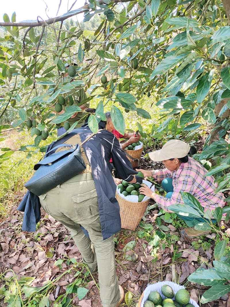 国产云南哈斯牛油果