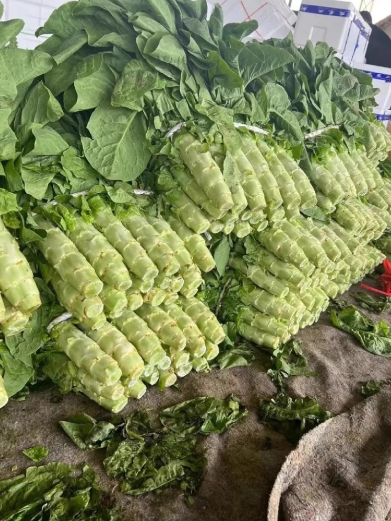 圆叶三青莴笋种子，玉赐青莴笋种子，肉质脆，耐寒，耐阴湿