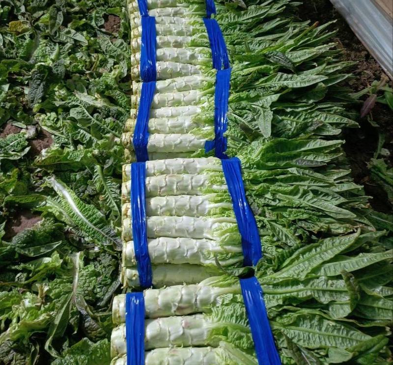 安徽尖叶莴笋莴苣大量上市对接市场商超价格低质量好全国发货