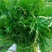 中蔬凤雪98雪里蕻种子耐寒芥辣味浓雪里红种子