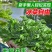 水晶冰菜种子籽水晶冰草种子春秋耐热耐寒凉拌鲜食特色蔬菜种