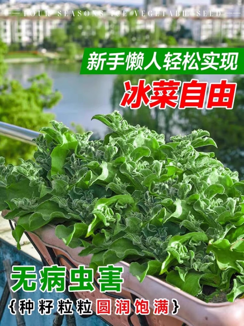 水晶冰菜种子籽水晶冰草种子春秋耐热耐寒凉拌鲜食特色蔬菜种
