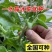 水晶冰菜种子籽水晶冰草种子春秋耐热耐寒凉拌鲜食特色蔬菜种