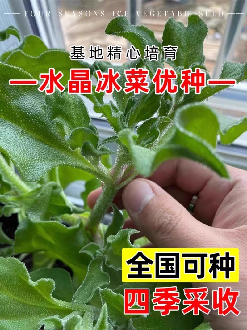 水晶冰菜种子籽水晶冰草种子春秋耐热耐寒凉拌鲜食特色蔬菜种