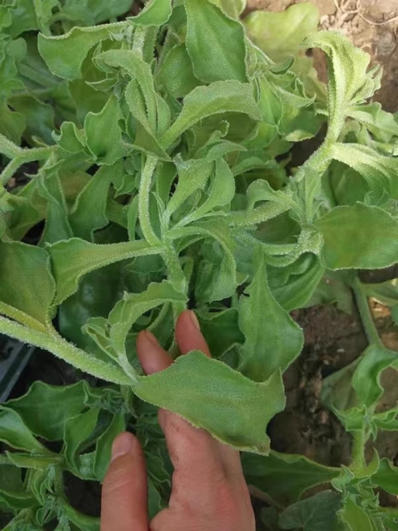 水晶冰菜种子籽水晶冰草种子春秋耐热耐寒凉拌鲜食特色蔬菜种