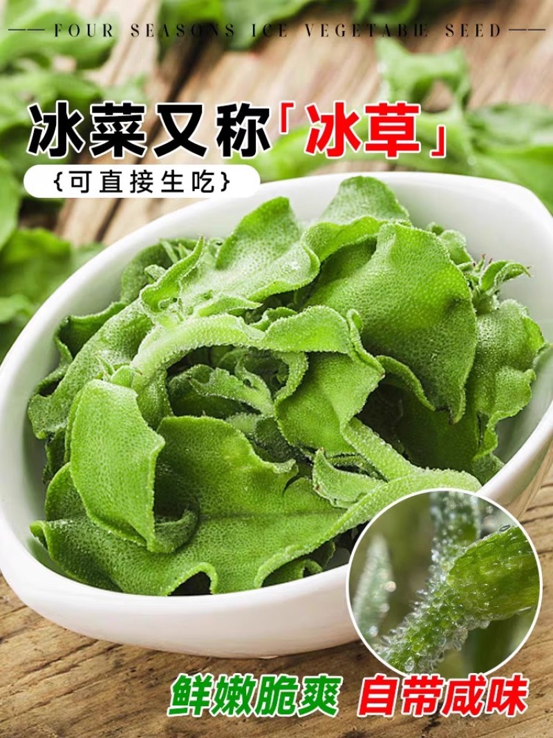水晶冰菜种子籽水晶冰草种子春秋耐热耐寒凉拌鲜食特色蔬菜种