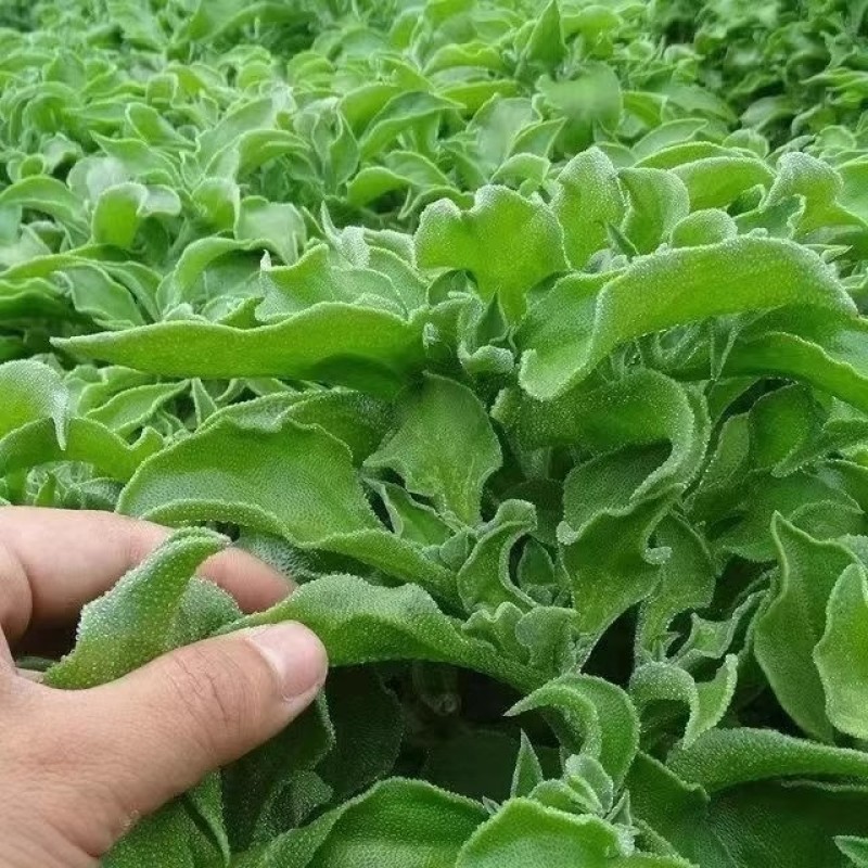 水晶冰菜种子籽水晶冰草种子春秋耐热耐寒凉拌鲜食特色蔬菜种