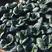 墨莉1号杂交苏州青种子黑叶青菜种子矮脚肥厚耐热高产油菜种