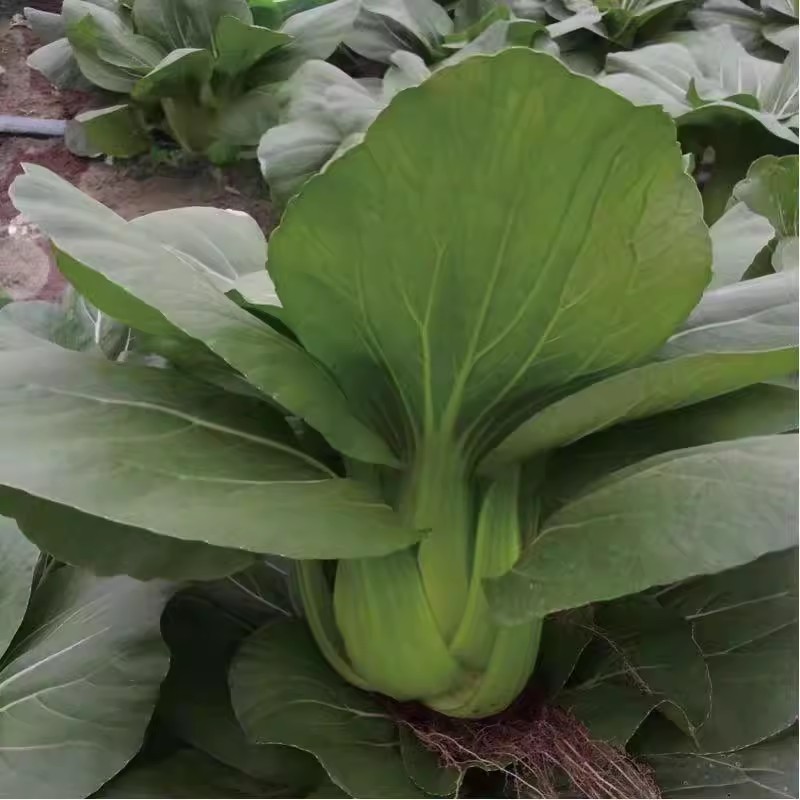 墨莉1号杂交苏州青种子黑叶青菜种子矮脚肥厚耐热高产油菜种