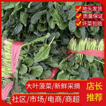 【菠菜热卖中🔥】适合各大电商平台商超批发市场