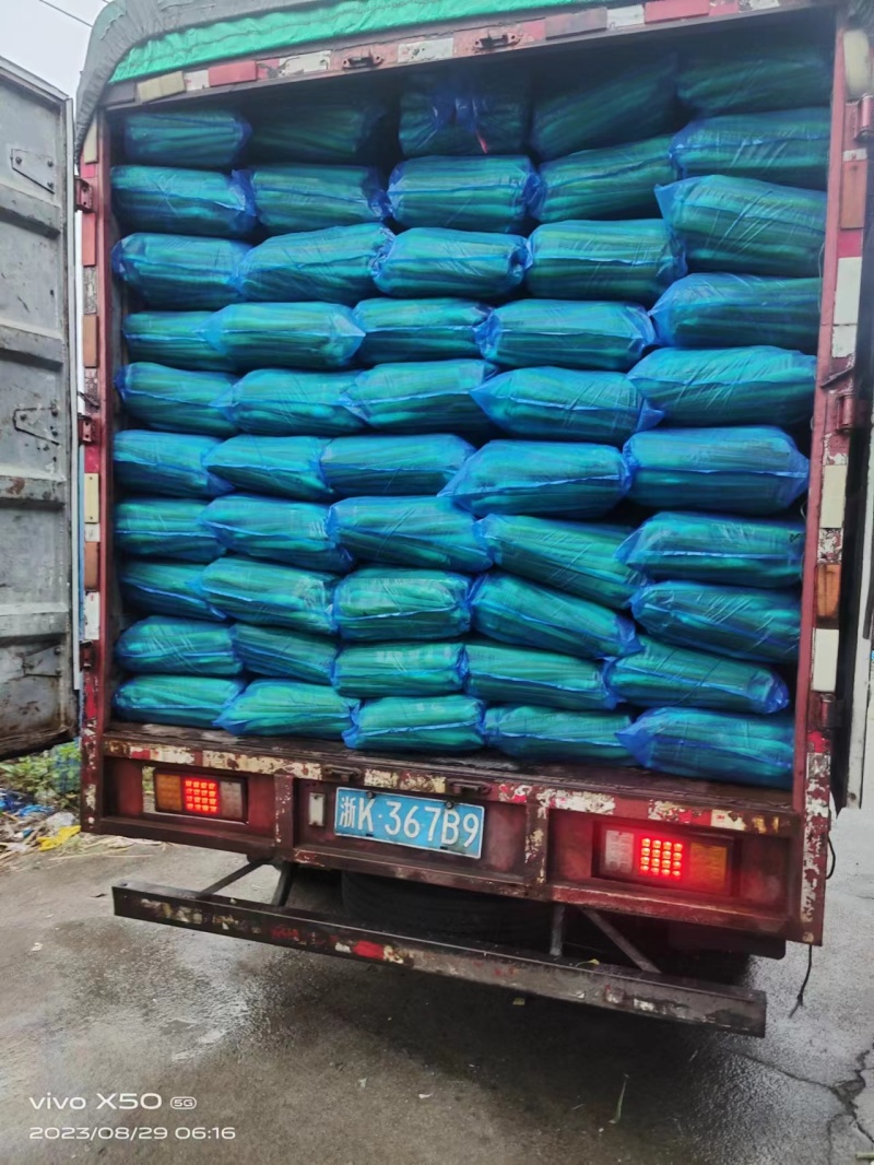 【精品茭白】浙江丽水美人茭茭白产地直发质量保证全国发货