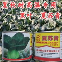 夏苏青种子，杂交苏州青种子，油亮黑叶，夏秋耐高温专用
