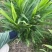 【生姜】浙江丽水生姜种植基地货源充足量大从优电联