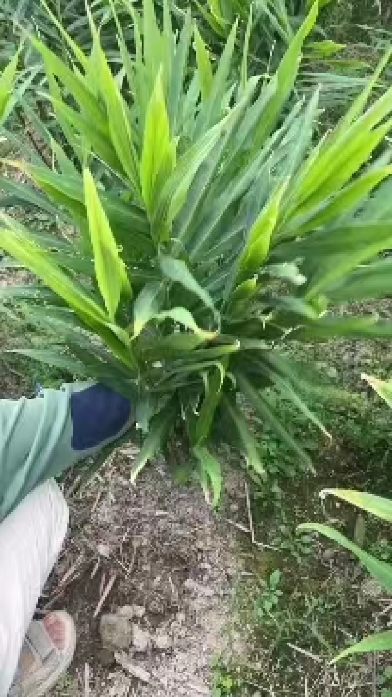 【生姜】浙江丽水生姜种植基地货源充足量大从优电联