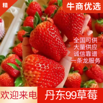 丹东99草莓，正宗丹东草莓，产地直发，质量三包