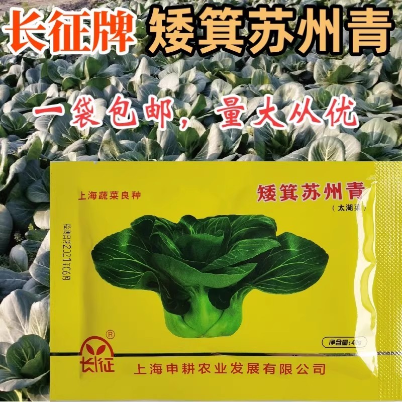 矮箕苏州青种子，不结球白菜，春秋种植，油亮黑叶，基地专用