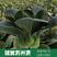 矮箕苏州青种子，不结球白菜，春秋种植，油亮黑叶，基地专用