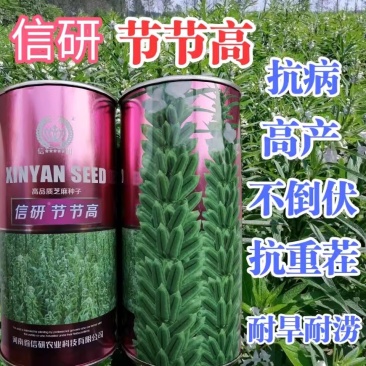 信研节节高芝麻种子，不倒伏，抗重茬，耐旱耐涝，抗病