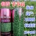 信研节节高芝麻种子，不倒伏，抗重茬，耐旱耐涝，抗病