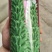 信研节节高芝麻种子，不倒伏，抗重茬，耐旱耐涝，抗病
