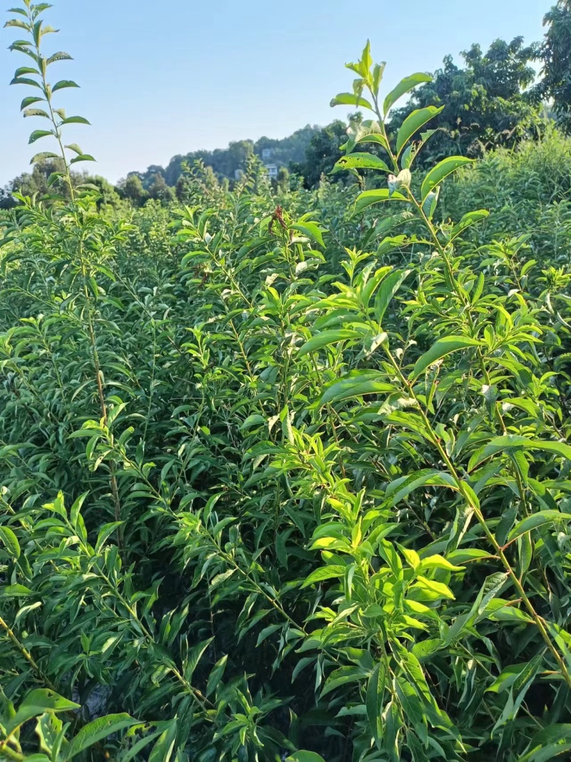 蜂糖李子苗，清脆口感，口味偏甜，大量上市，可视频看货。