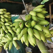 【广西特产】皇帝蕉，千亩种植基地货源稳定常年稳定大量发货