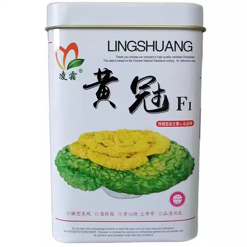矮颗型杂交黄心乌种子黄心菜种子早熟黄冠乌塌菜软糯脆嫩