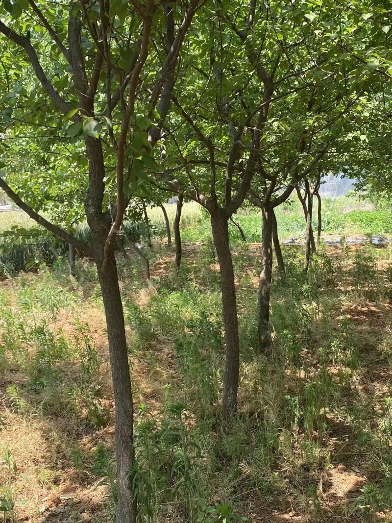 【杏树】产地直发，一手货源保证质量，欢迎进店咨询