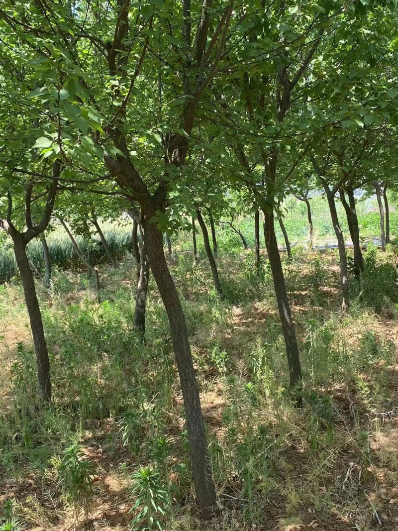【杏树】产地直发，一手货源保证质量，欢迎进店咨询