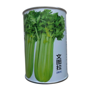 美国文图拉芹菜种子进口高产西芹种子中早熟耐抽苔