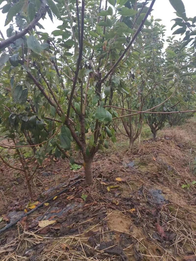 【杏树】产地直发，一手货源保证质量，欢迎进店咨询
