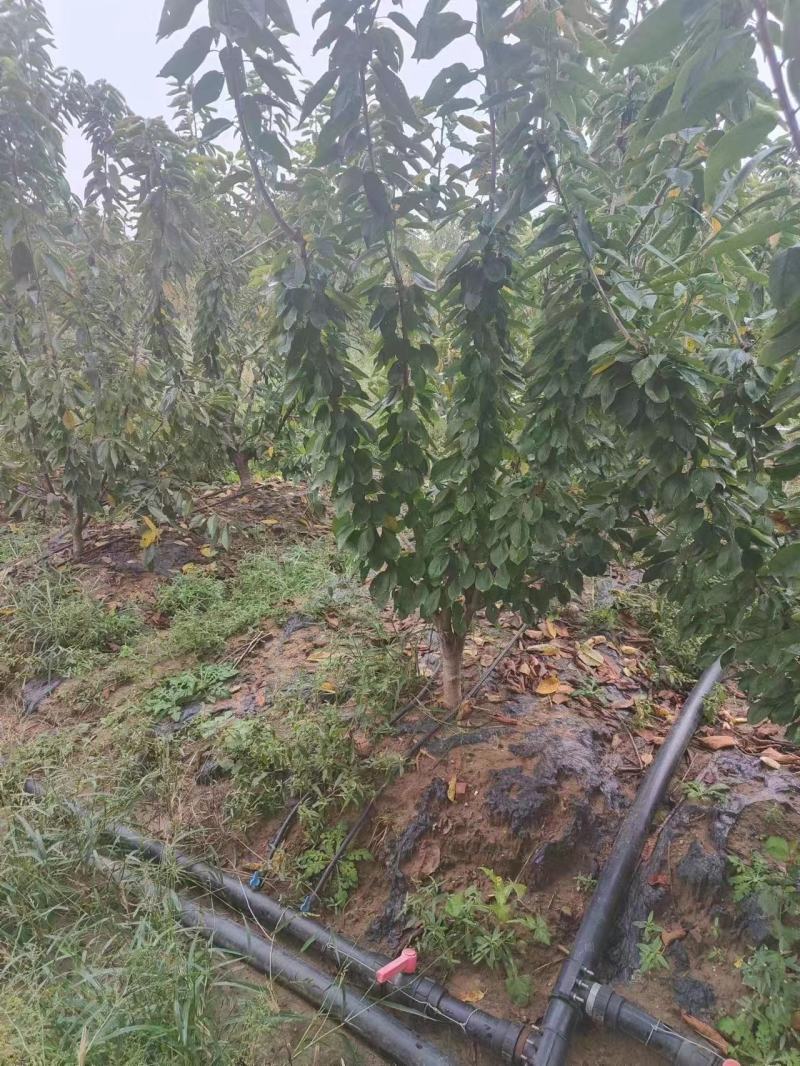 【杏树】产地直发，一手货源保证质量，欢迎进店咨询