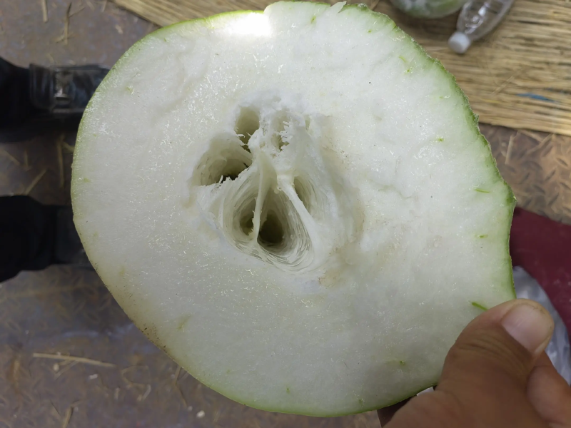 精品北海长白条冬瓜大量上市中现摘先发货