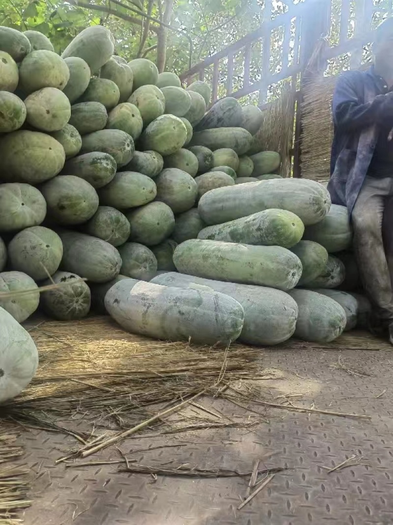 精品北海长白条冬瓜大量上市中现摘先发货