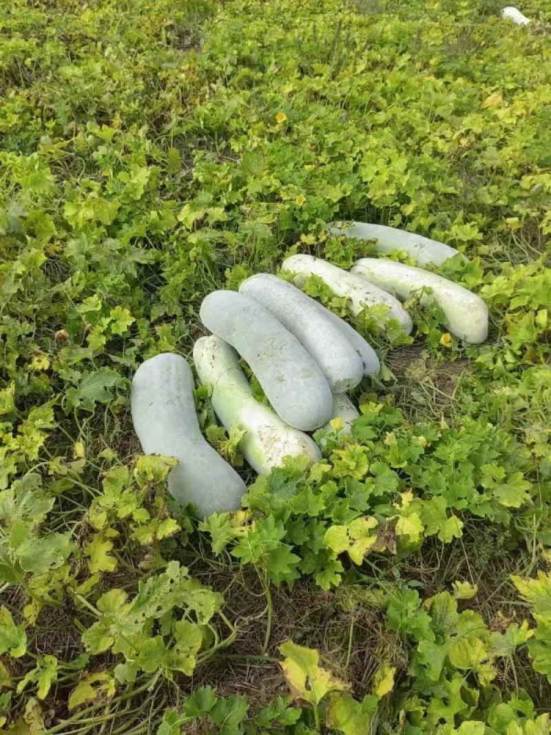 精品北海长白条冬瓜大量上市中现摘先发货