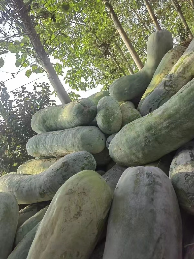 精品北海长白条冬瓜大量上市中现摘先发货