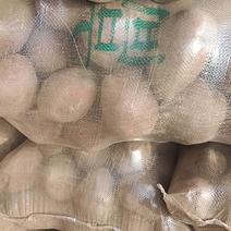 西安青薯9号土豆，种植基地，大量有货，欢迎老板
