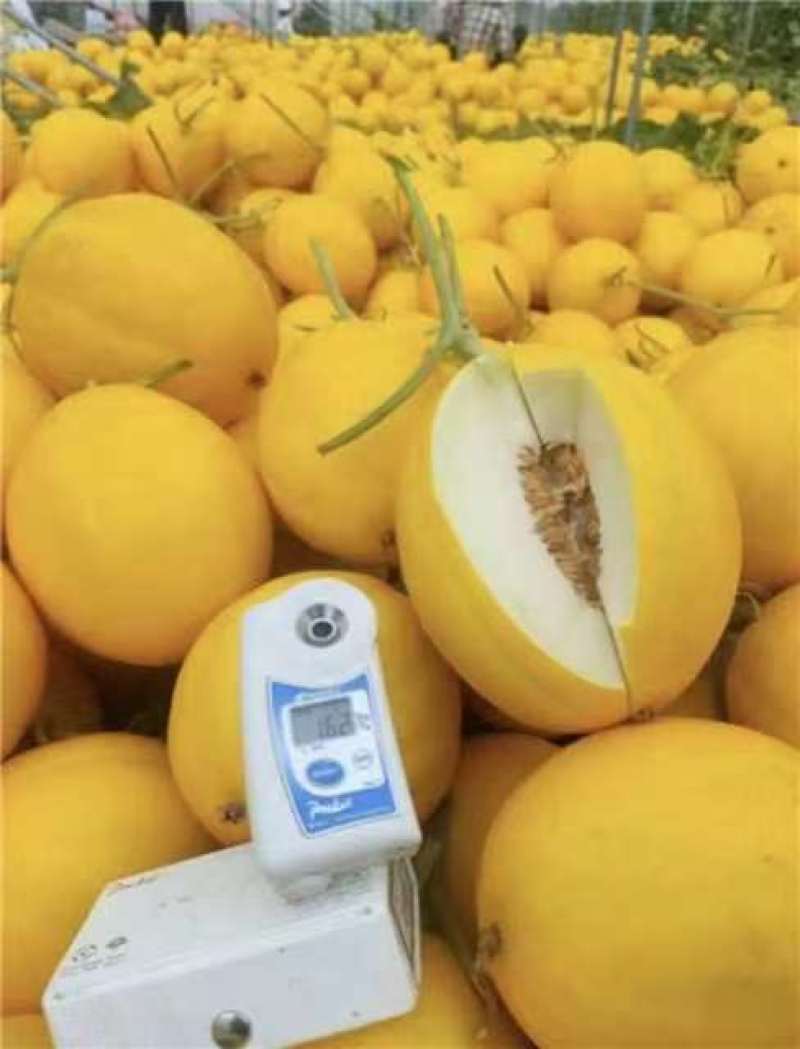【精品甜瓜金香玉蜜瓜海南直发全国市场商超新鲜采摘电联优惠