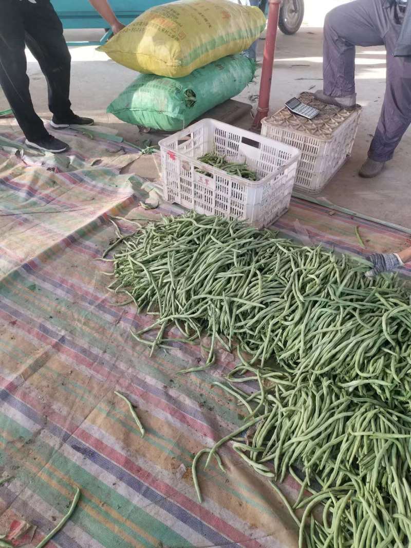 精品芸豆大量上市中产地直发保质保量供应全国市场批发商