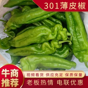 河南沈丘县农户代收，薄皮辣椒301大量有货欢迎电联采购