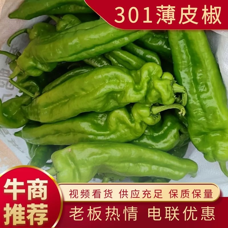 河南沈丘县农户代收，薄皮辣椒301大量有货欢迎电联采购