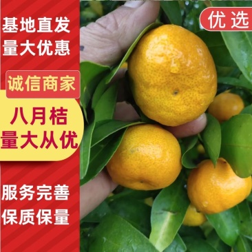 哈喽，大家好，我是阿利，八月桔200万斤可以开始预订了